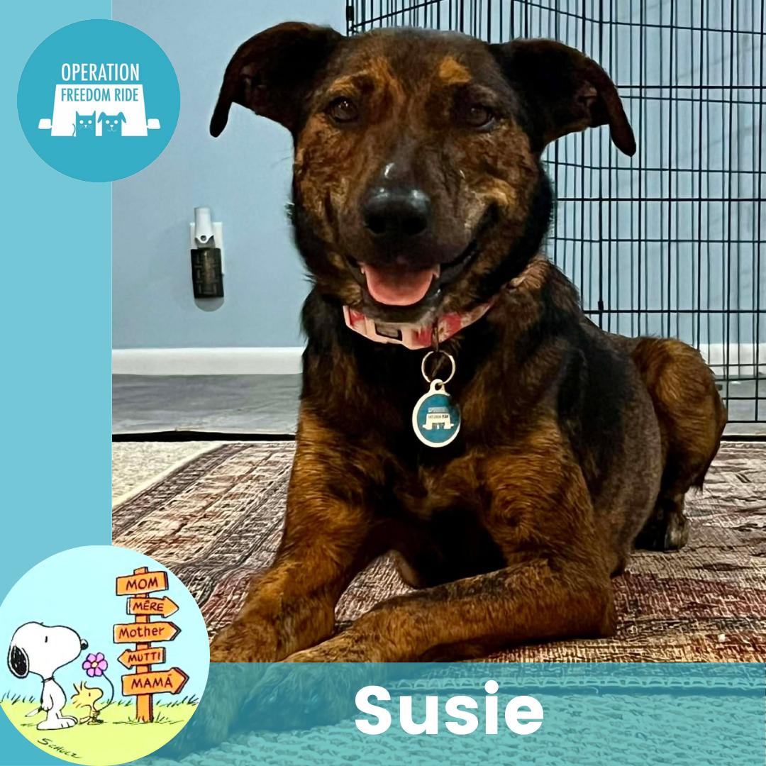 Enlarge Susie, a ADOPTABLE Mixed Breed in Rochester , NY image 1/4