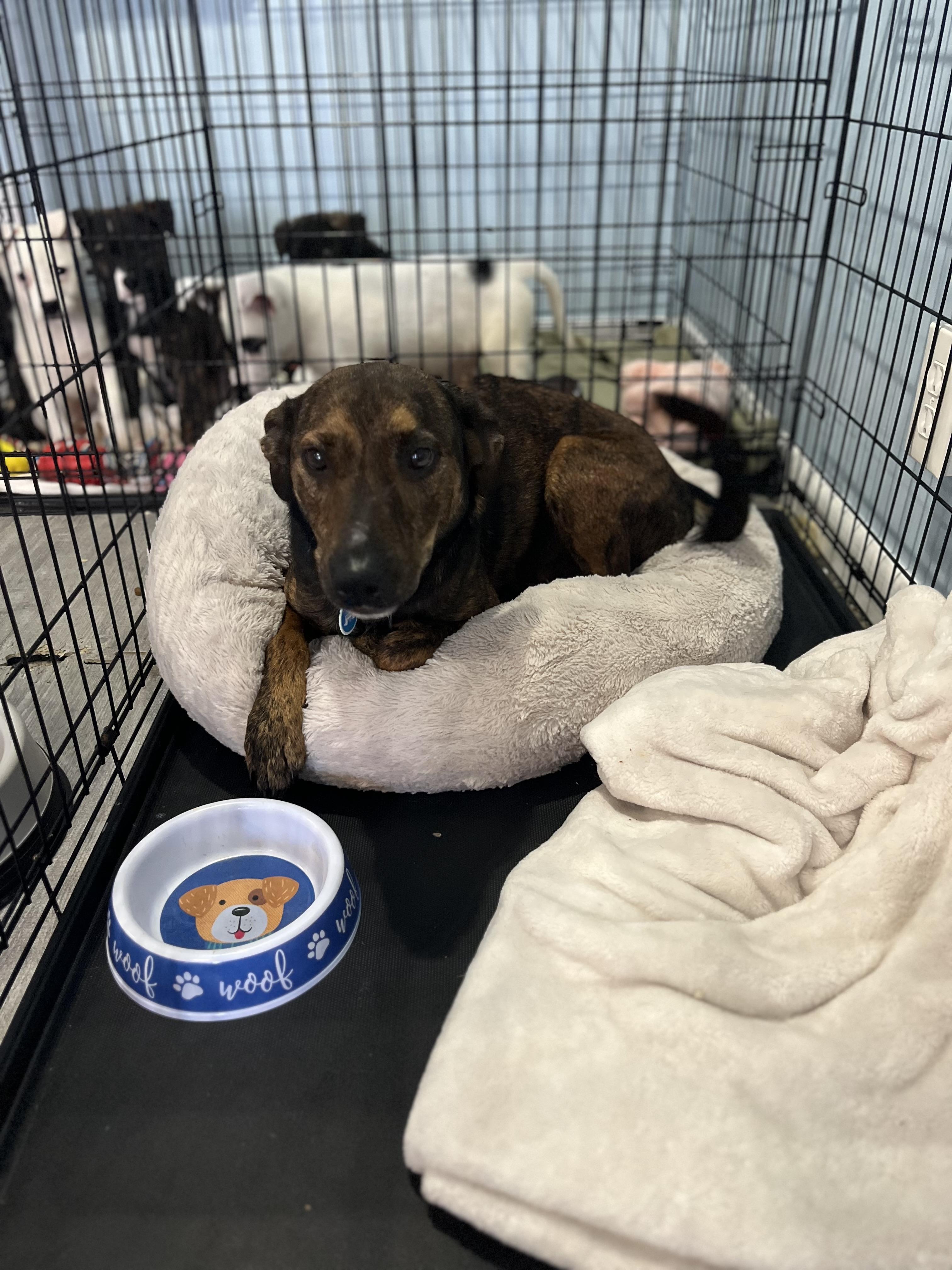 Enlarge Susie, a ADOPTABLE Mixed Breed in Rochester , NY image 3/4