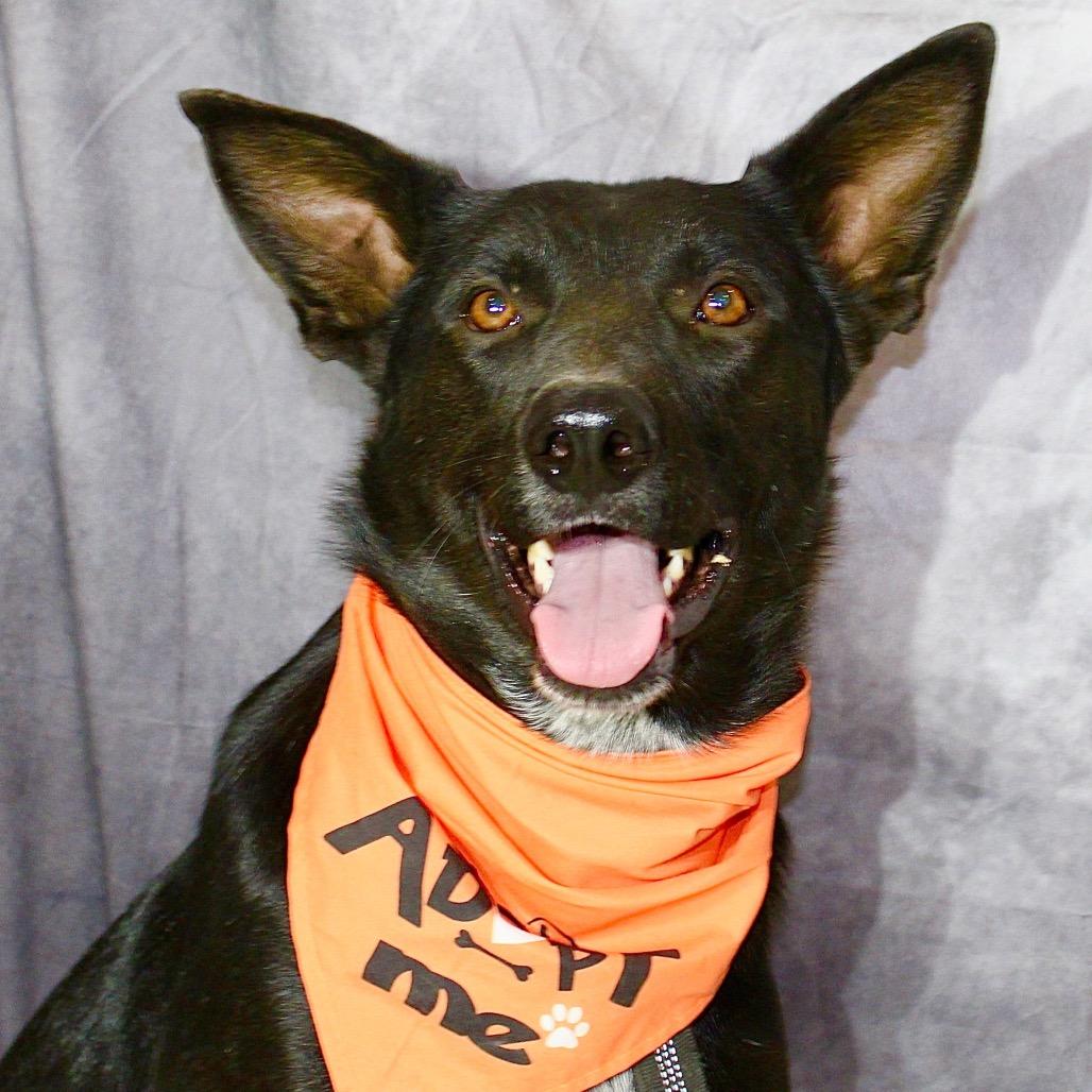 Enlarge Max, a Adoptable mixed breed in Pineville, MO image 2/6