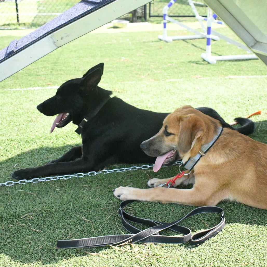 Enlarge Max, a Adoptable mixed breed in Pineville, MO image 4/6