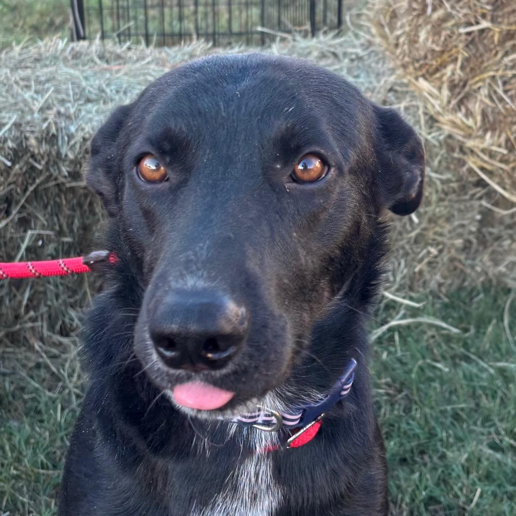 Enlarge Max, a Adoptable mixed breed in Pineville, MO image 5/6