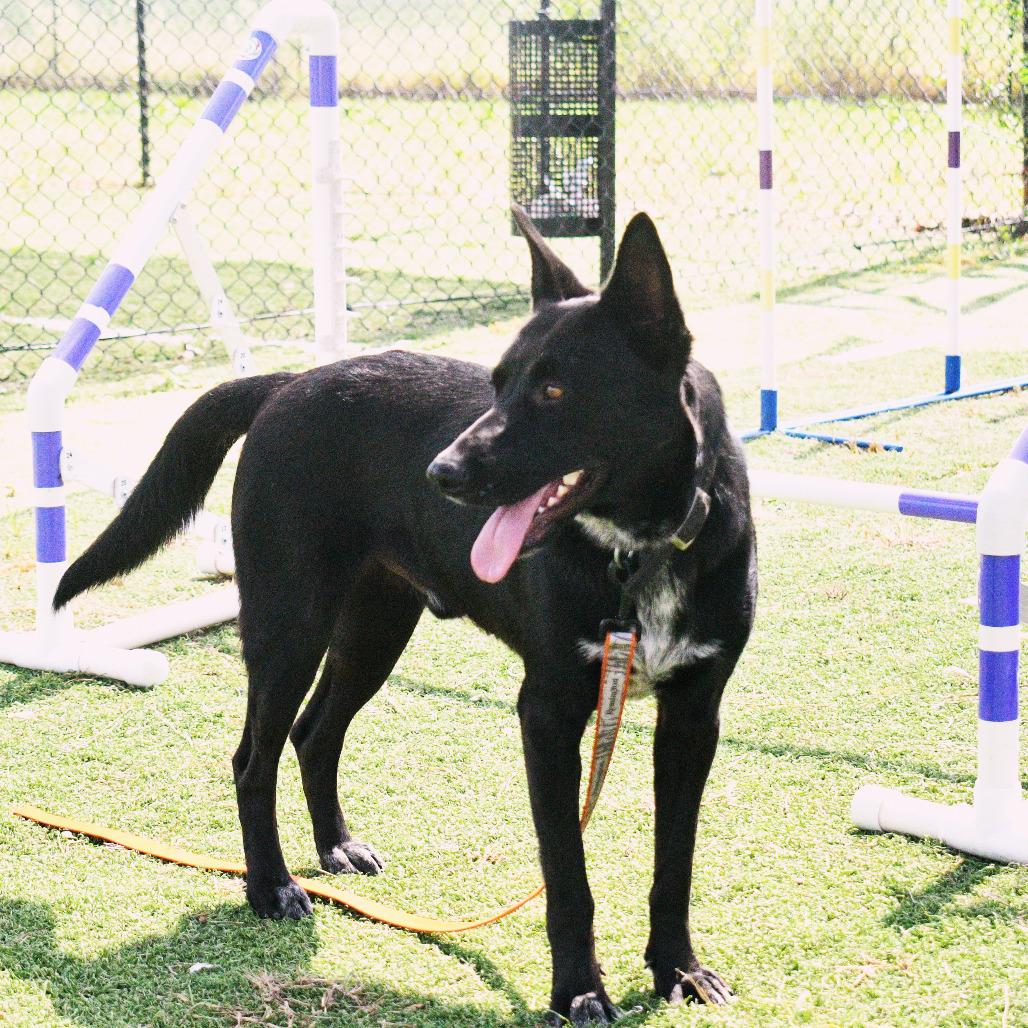 Enlarge Max, a Adoptable mixed breed in Pineville, MO image 6/6