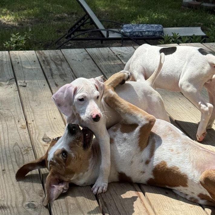 Sorbet, Adoptable, Puppy Female Hound & Mixed Breed.