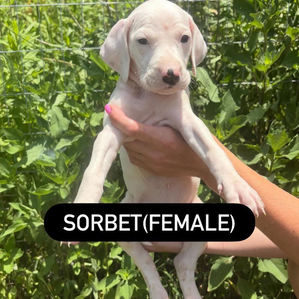 Enlarge Sorbet, a Adoptable mixed breed in North Charleston, SC image 1/1