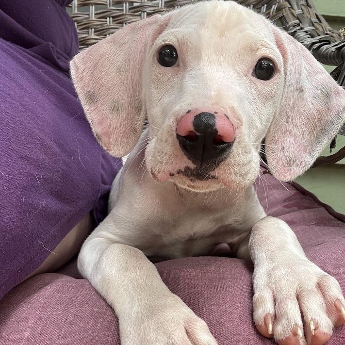 Sorbet, a Adoptable mixed breed in North Charleston, SC image 3/4