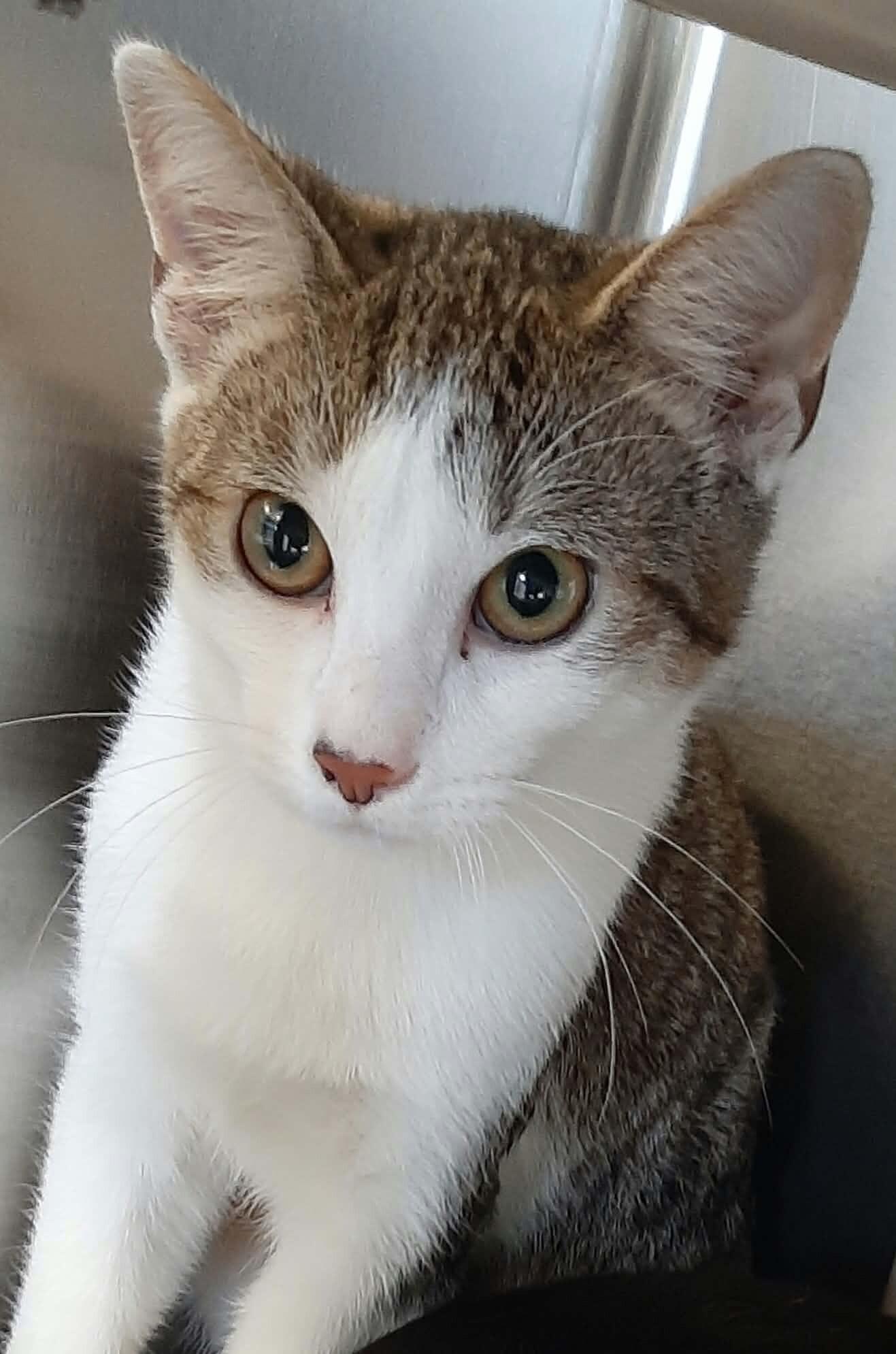 Beetlejuice, Adoptable, Young Male Domestic Short Hair.