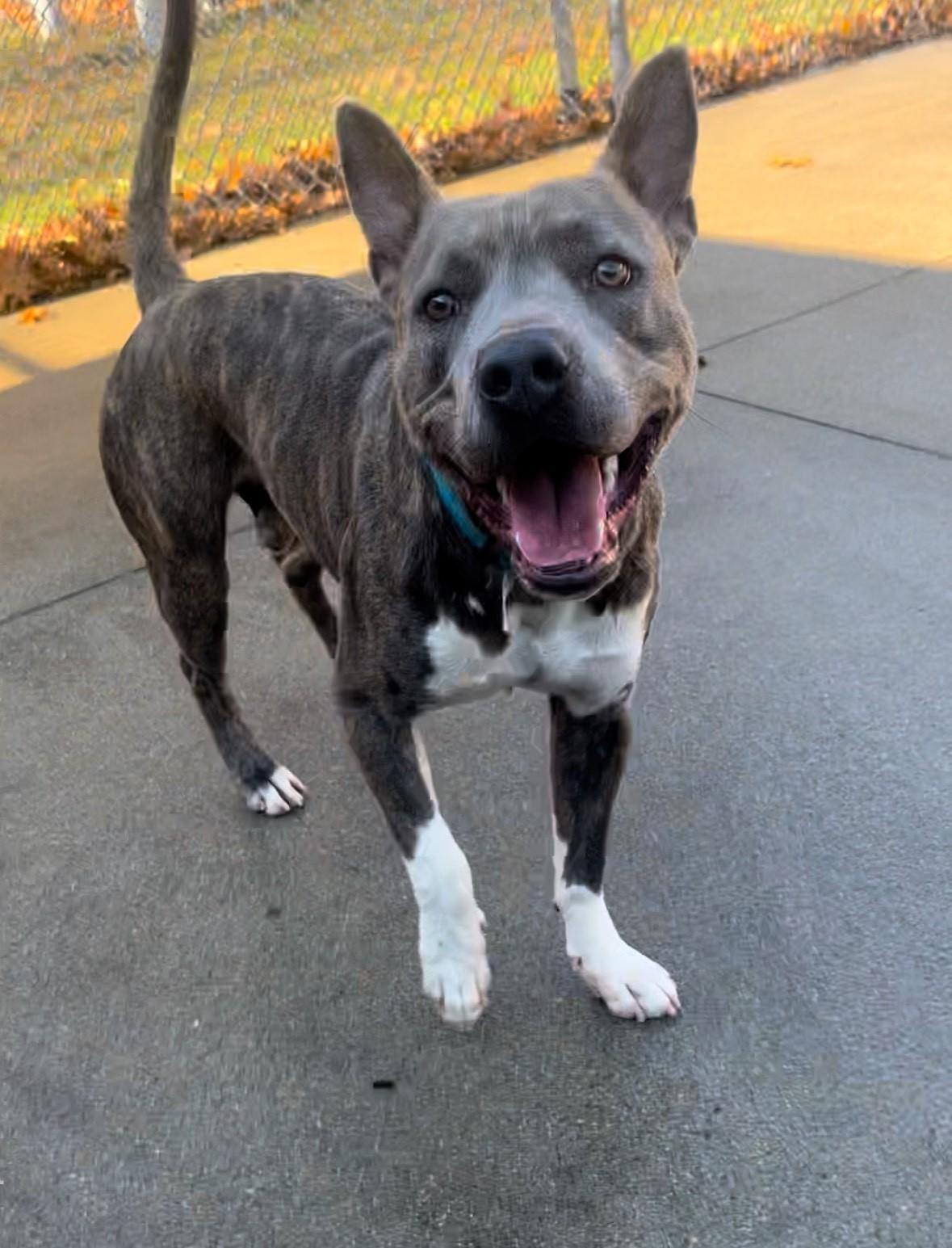 Enlarge #216 Byron, a Adoptable mixed breed in Pawtucket, RI image 1/1