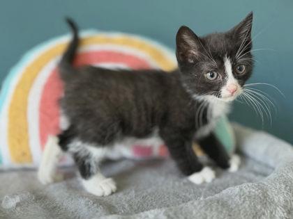 Angelica, Adoptable, Adult Female Domestic Short Hair & Domestic Short Hair.
