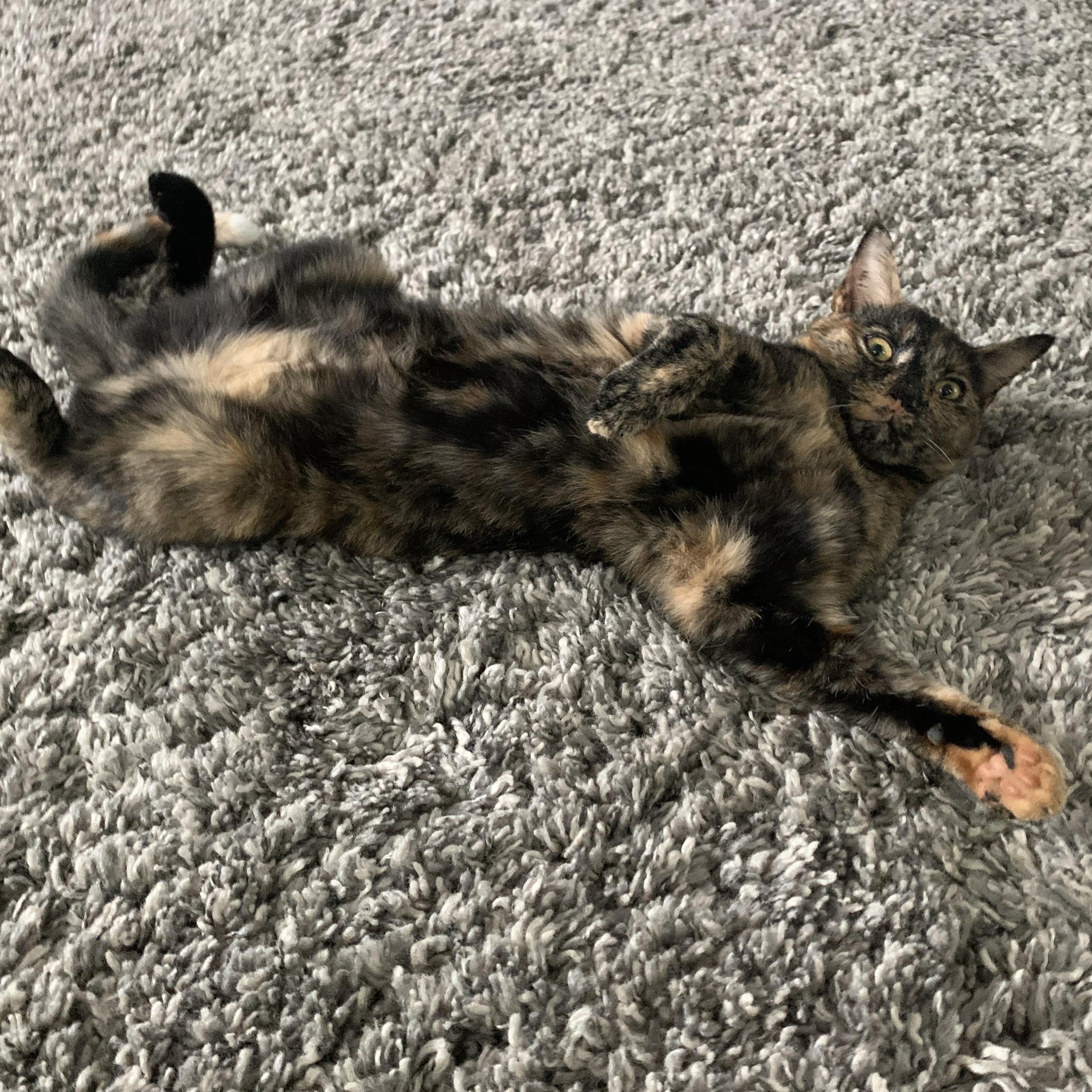 Su Su & Dior- Owner Moving- Not Taking Cats, a Adoptable Domestic Short Hair in Clifton, NJ image 3/3