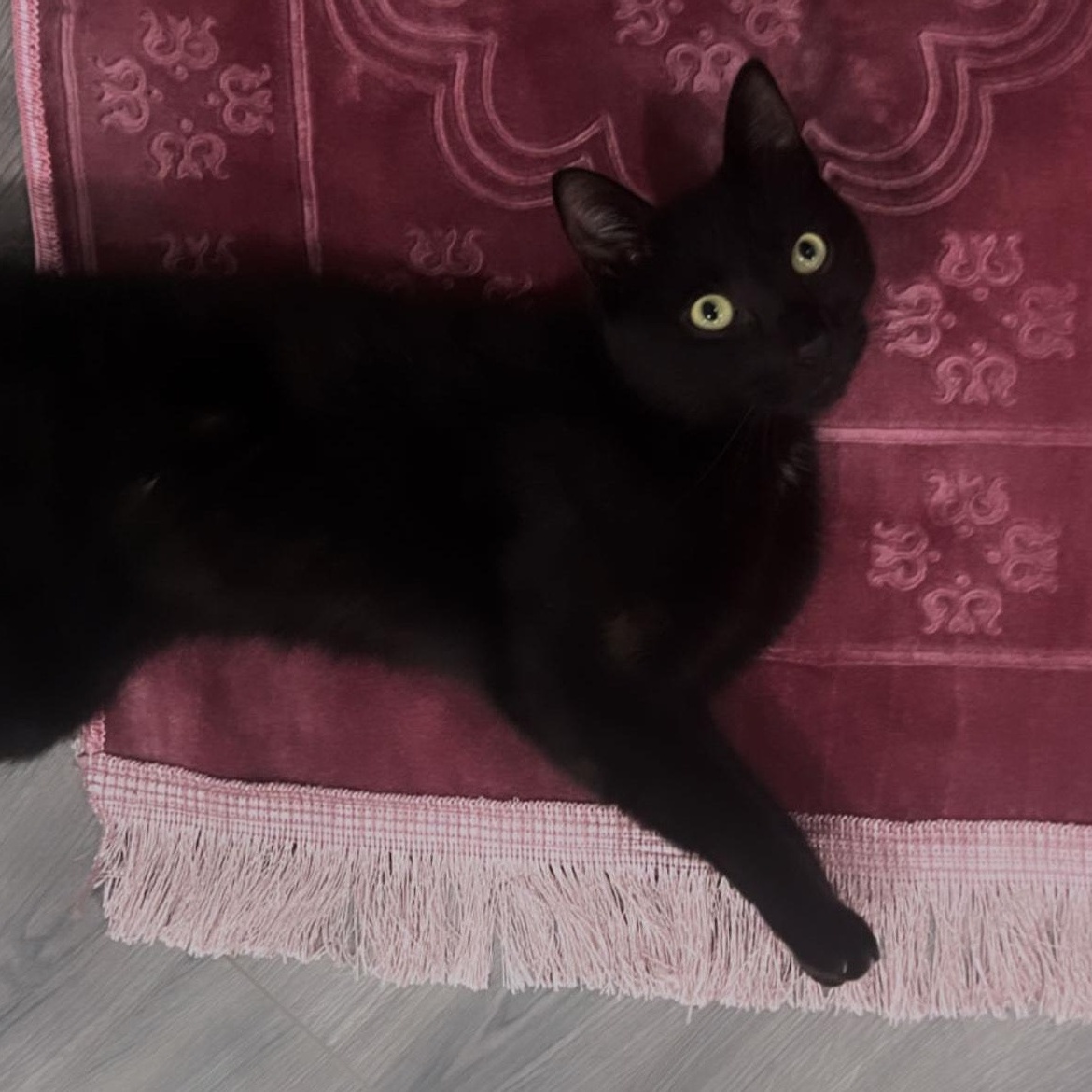 Su Su & Dior- Owner Moving- Not Taking Cats, a Adoptable Domestic Short Hair in Clifton, NJ image 2/3