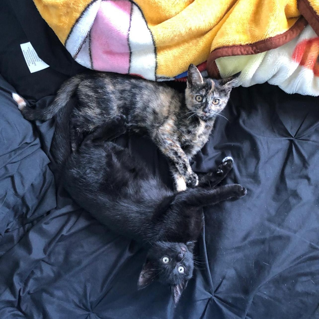 Su Su & Dior- Owner Moving- Not Taking Cats, a Adoptable Domestic Short Hair in Clifton, NJ image 1/3