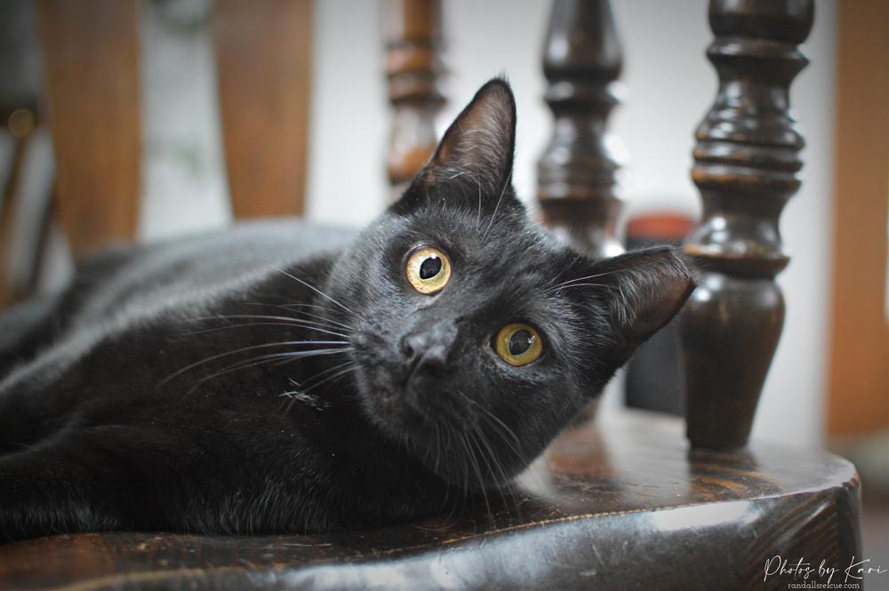 Enlarge Katrina TCC, a Adoptable Domestic Short Hair in Mount Laurel, NJ image 1/6