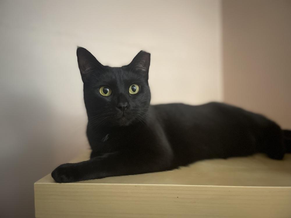 Katrina TCC, Adoptable, Young Female Domestic Short Hair.