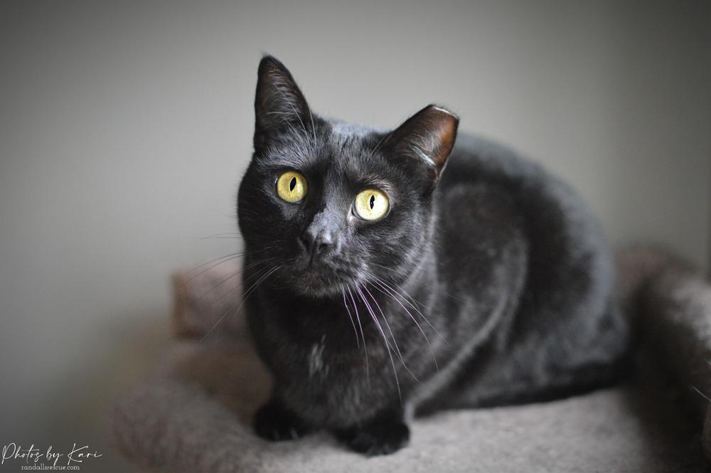 Enlarge Katrina TCC, a Adoptable Domestic Short Hair in Mount Laurel, NJ image 3/6