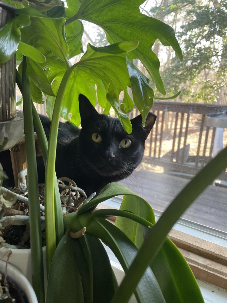 Enlarge Katrina TCC, a Adoptable Domestic Short Hair in Mount Laurel, NJ image 4/6