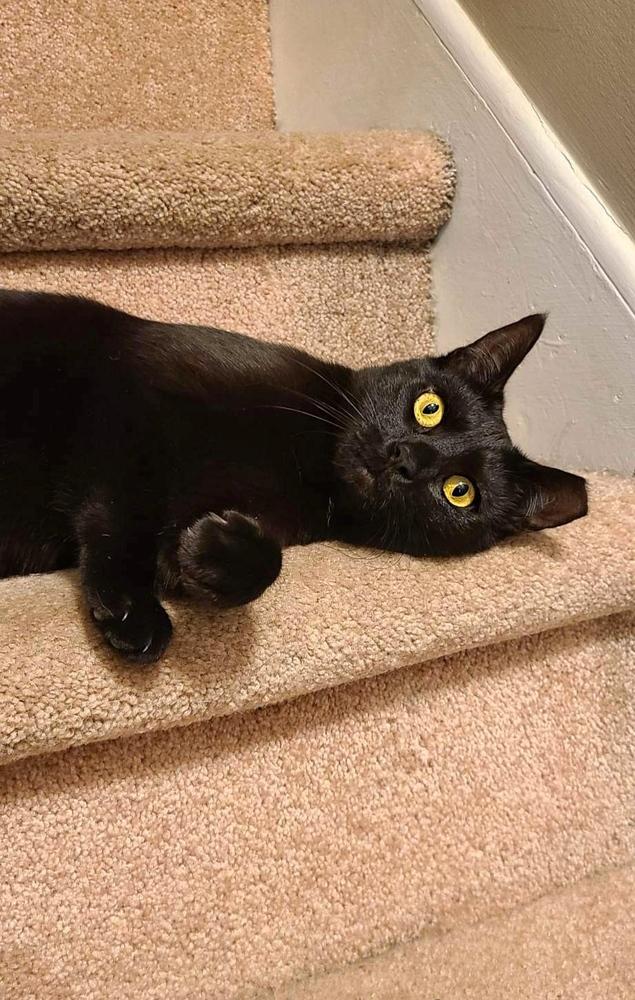 Enlarge Katrina TCC, a Adoptable Domestic Short Hair in Mount Laurel, NJ image 6/6