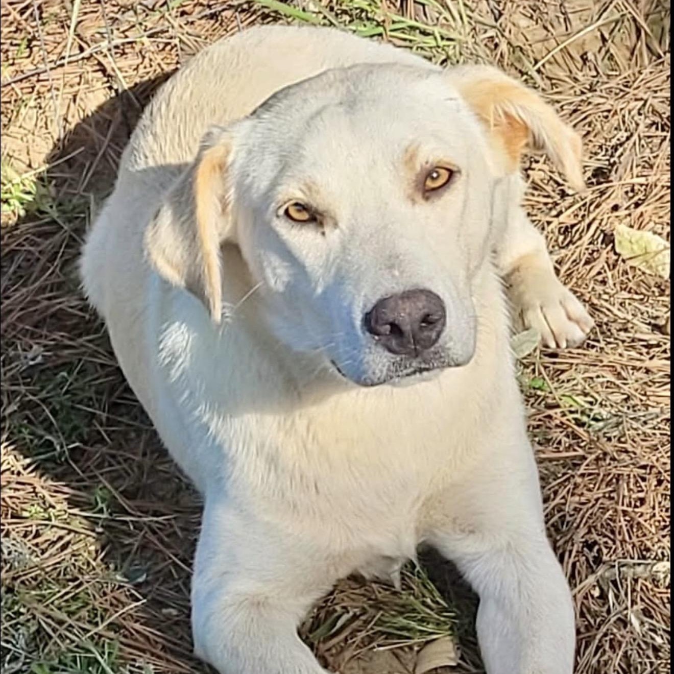 Griffin, adopted, Young Male Labrador Retriever.
