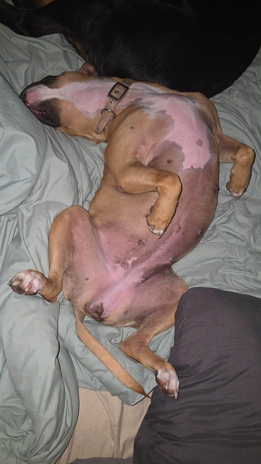 Enlarge Puddin, a Adoptable mixed breed in Janesville, WI image 5/6