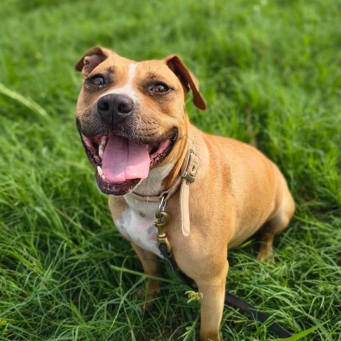 Enlarge Puddin, a Adoptable mixed breed in Janesville, WI image 1/6