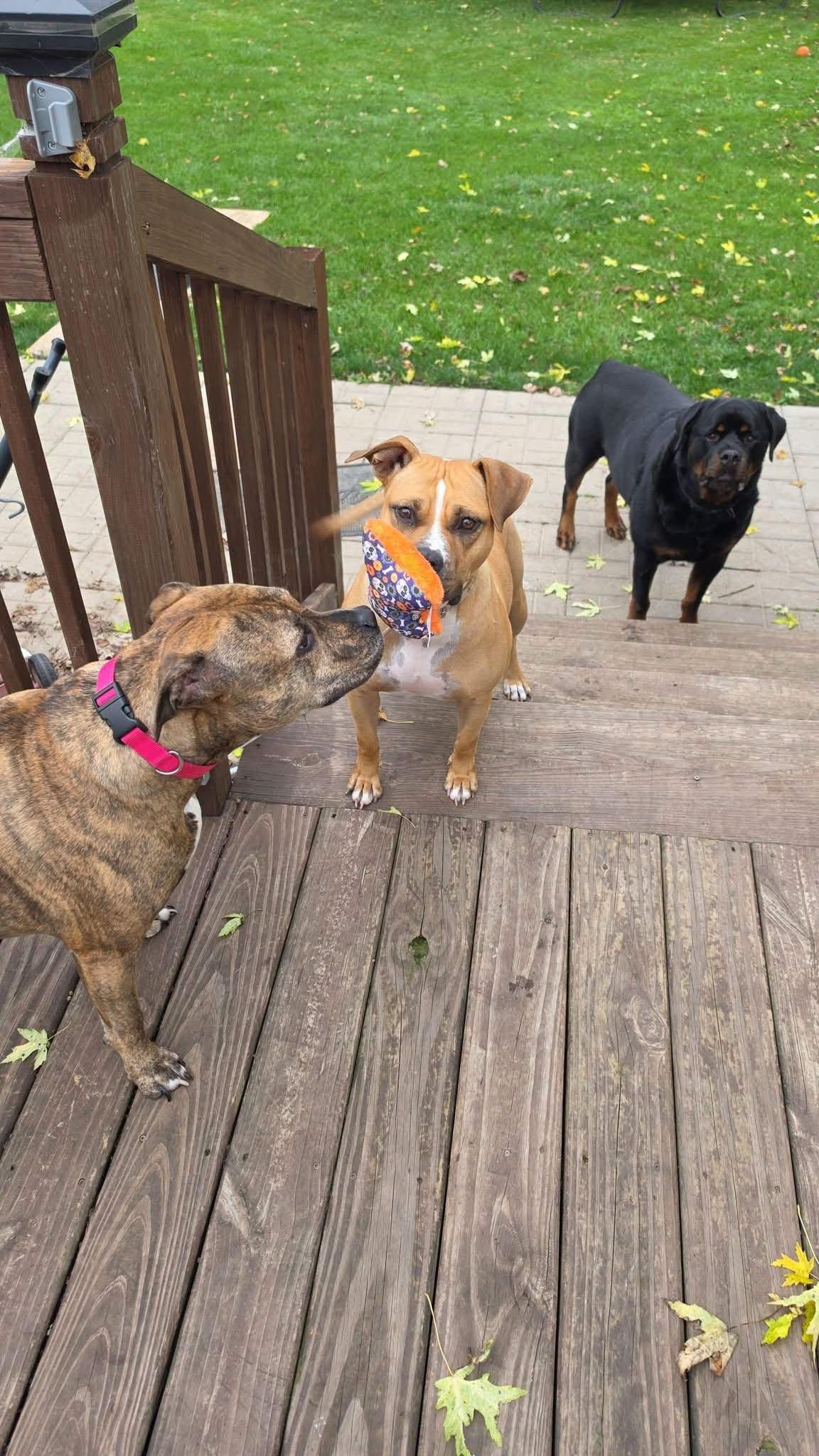 Enlarge Puddin, a Adoptable mixed breed in Janesville, WI image 4/6