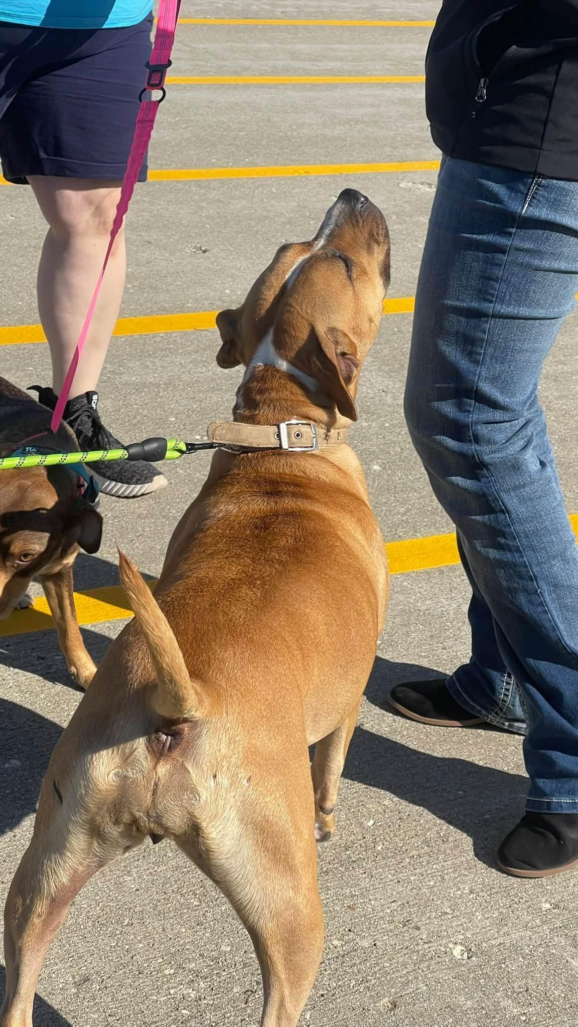 Enlarge Puddin, a Adoptable mixed breed in Janesville, WI image 2/6