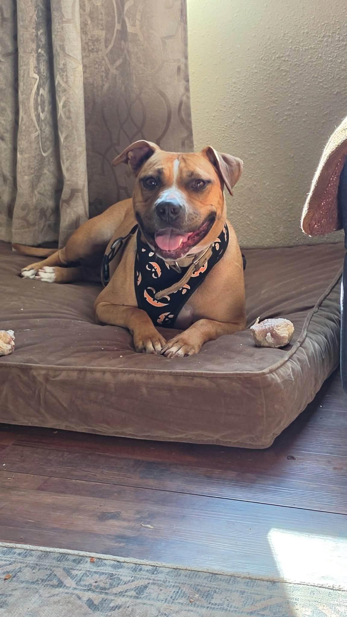 Enlarge Puddin, a Adoptable mixed breed in Janesville, WI image 6/6
