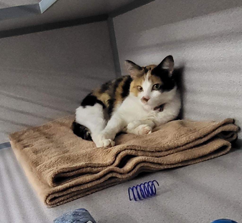 Wanda, Adoptable, Young Female Domestic Short Hair.