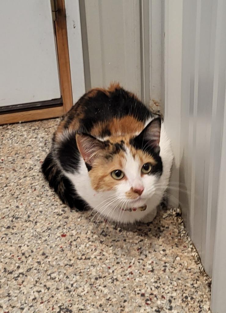 Enlarge Wanda, a Adoptable mixed breed in Medford, WI image 1/1