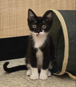 Frito, Baby Male Tuxedo