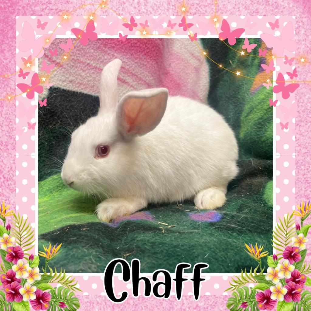 Enlarge Chaff, a Adoptable Bunny Rabbit in Elizabethtown, KY image 1/6