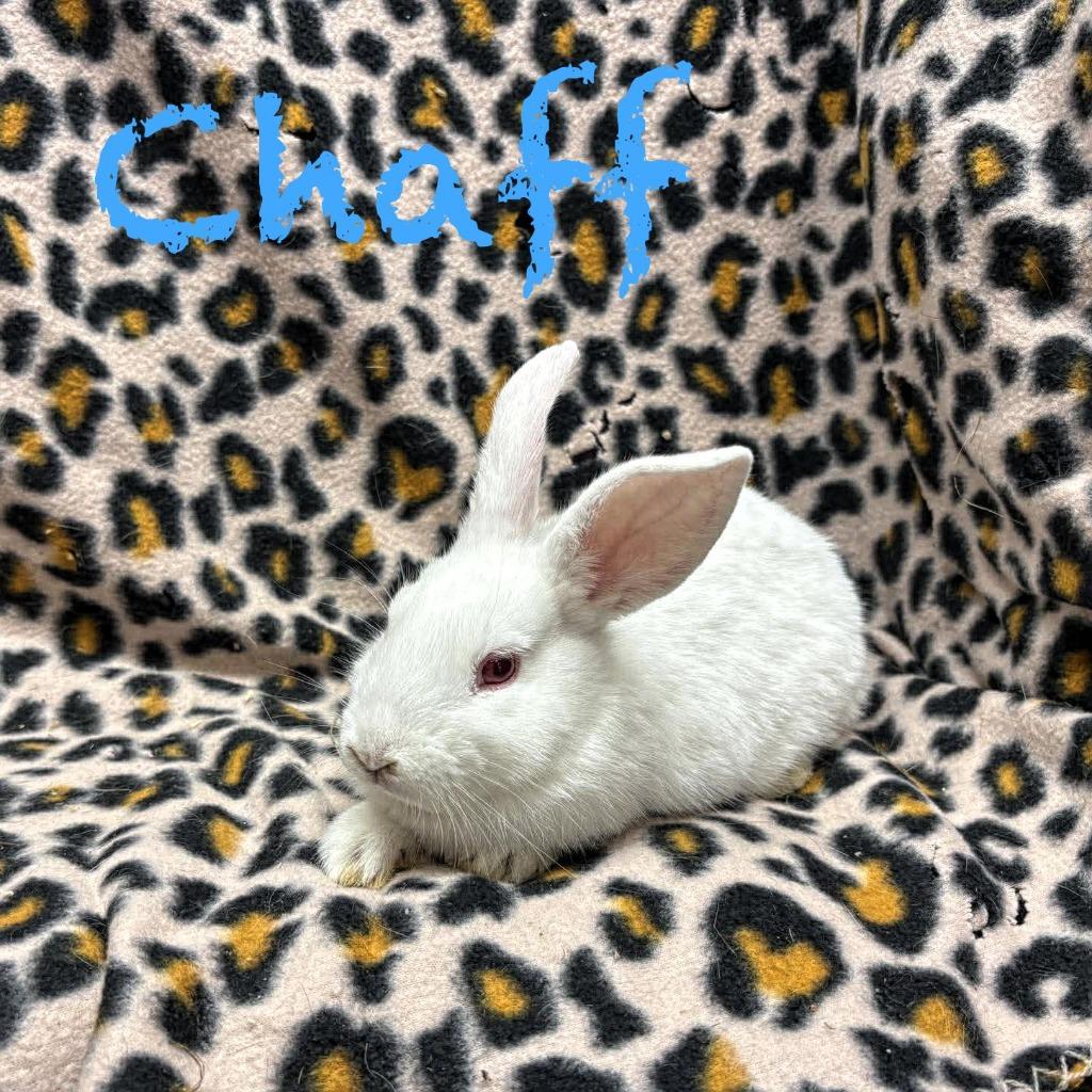 Enlarge Chaff, a Adoptable Bunny Rabbit in Elizabethtown, KY image 2/6