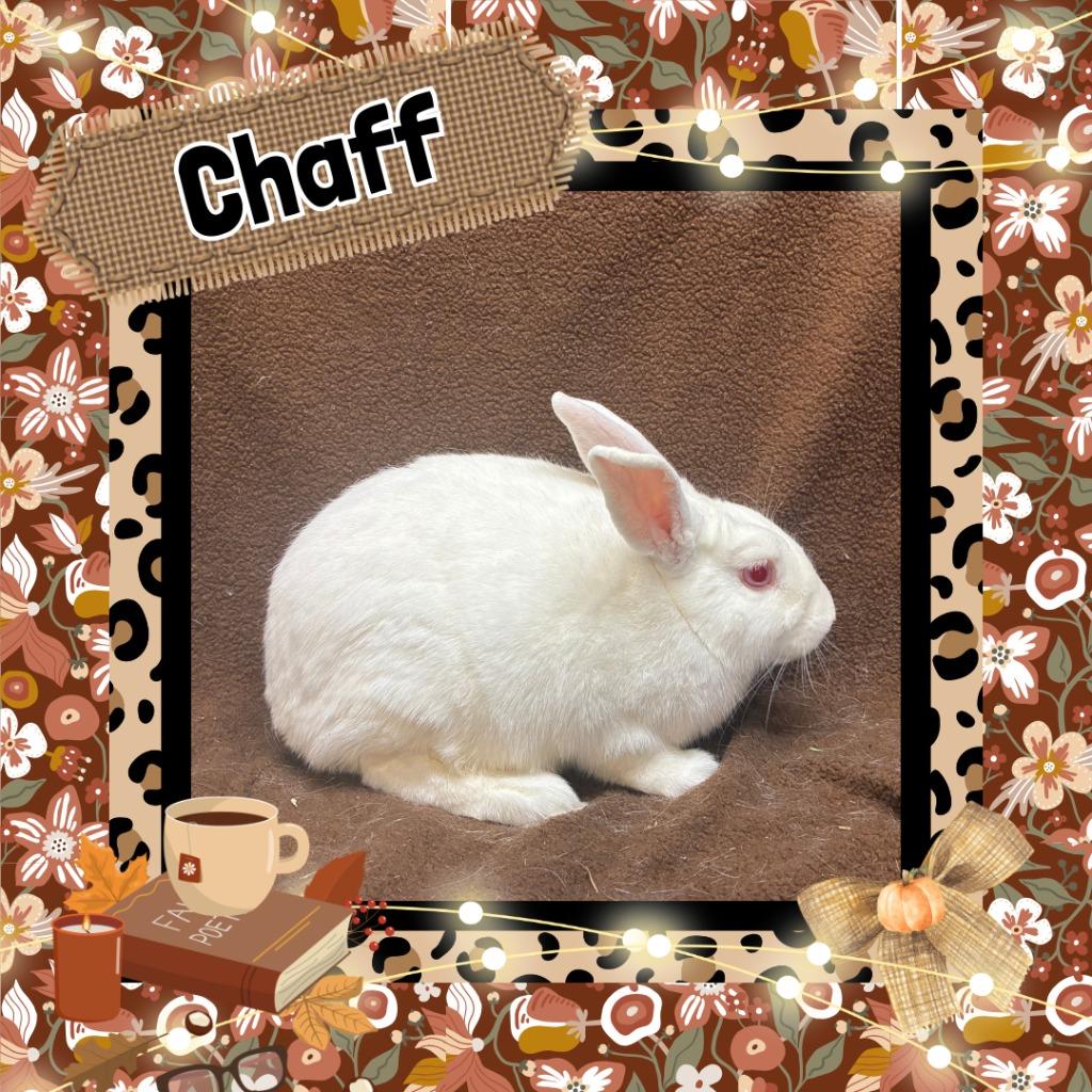 Enlarge Chaff, a Adoptable Bunny Rabbit in Elizabethtown, KY image 3/6
