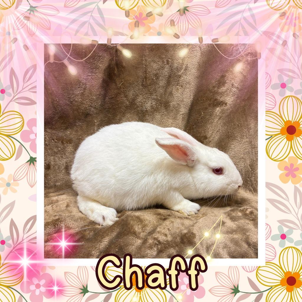Enlarge Chaff, a Adoptable Bunny Rabbit in Elizabethtown, KY image 4/6