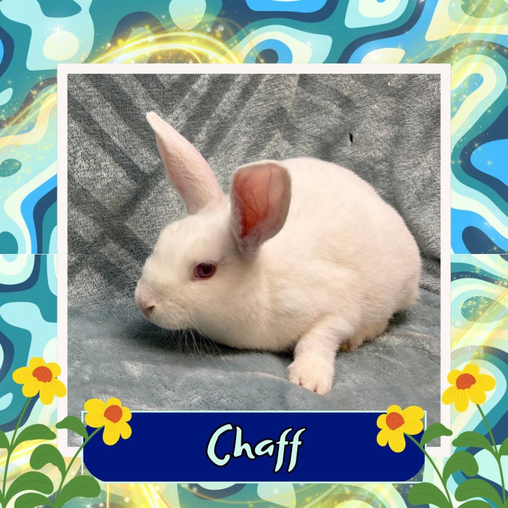 Enlarge Chaff, a Adoptable Bunny Rabbit in Elizabethtown, KY image 5/6