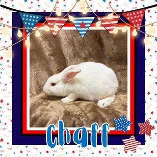 Enlarge Chaff, a Adoptable Bunny Rabbit in Elizabethtown, KY image 6/6