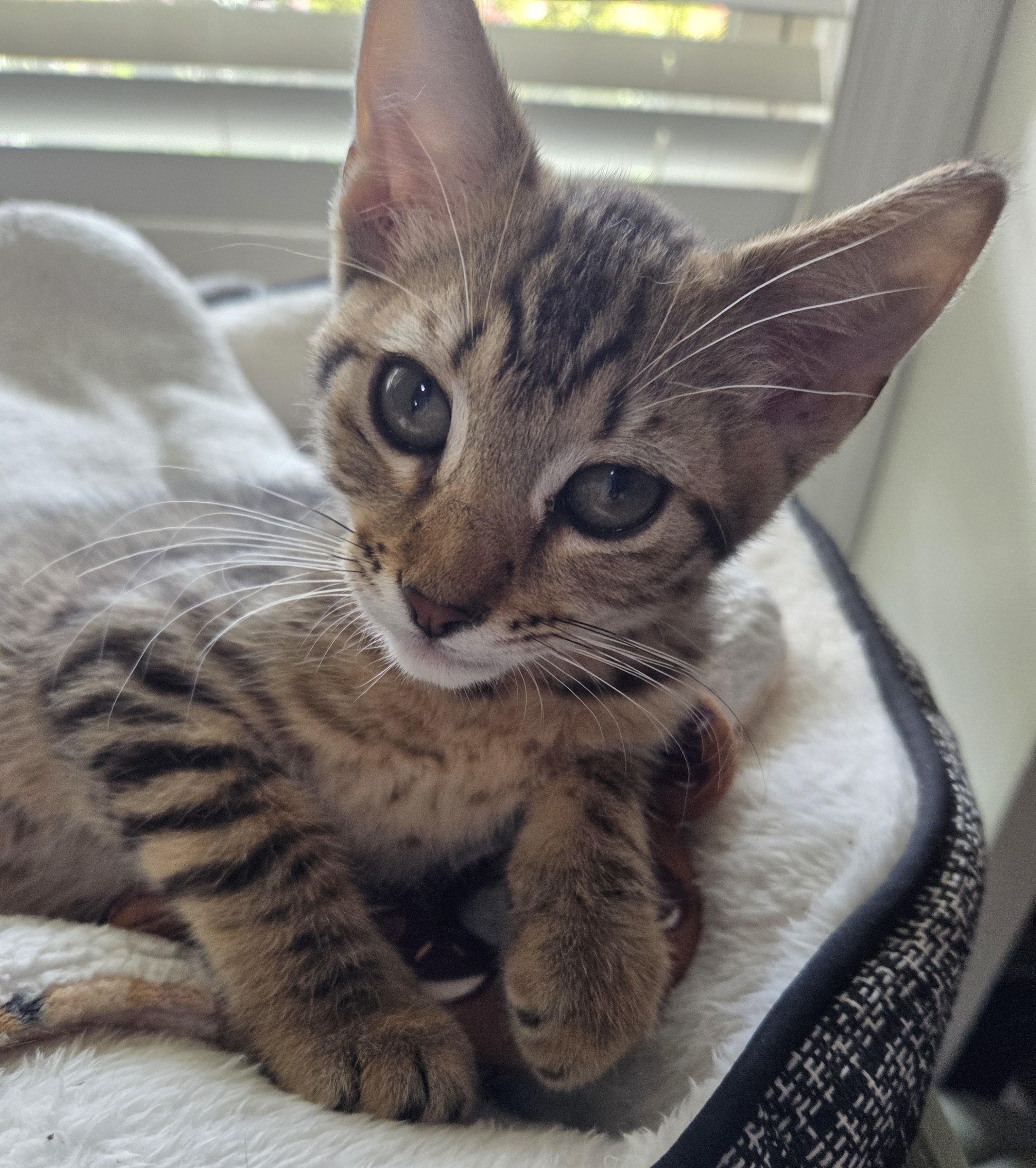 Snuggles, Baby Female Domestic Short Hair