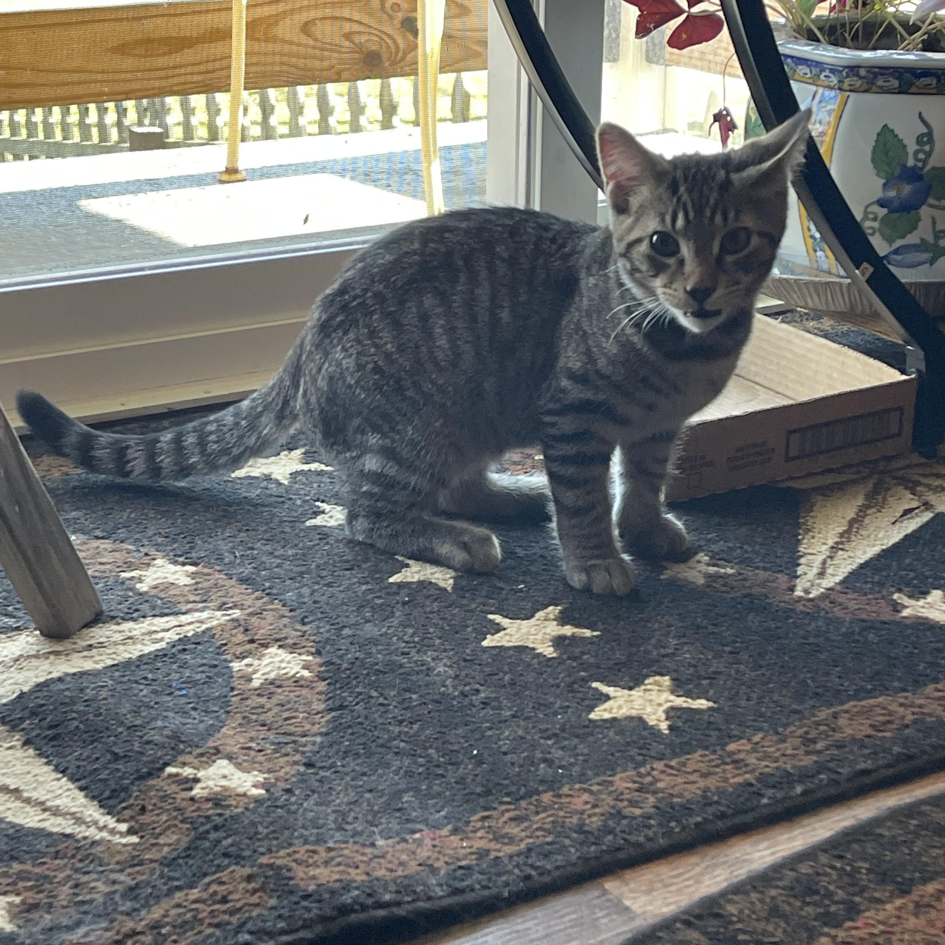 Scrappy, a ADOPTABLE American Shorthair in Morgantown, WV image 2/2