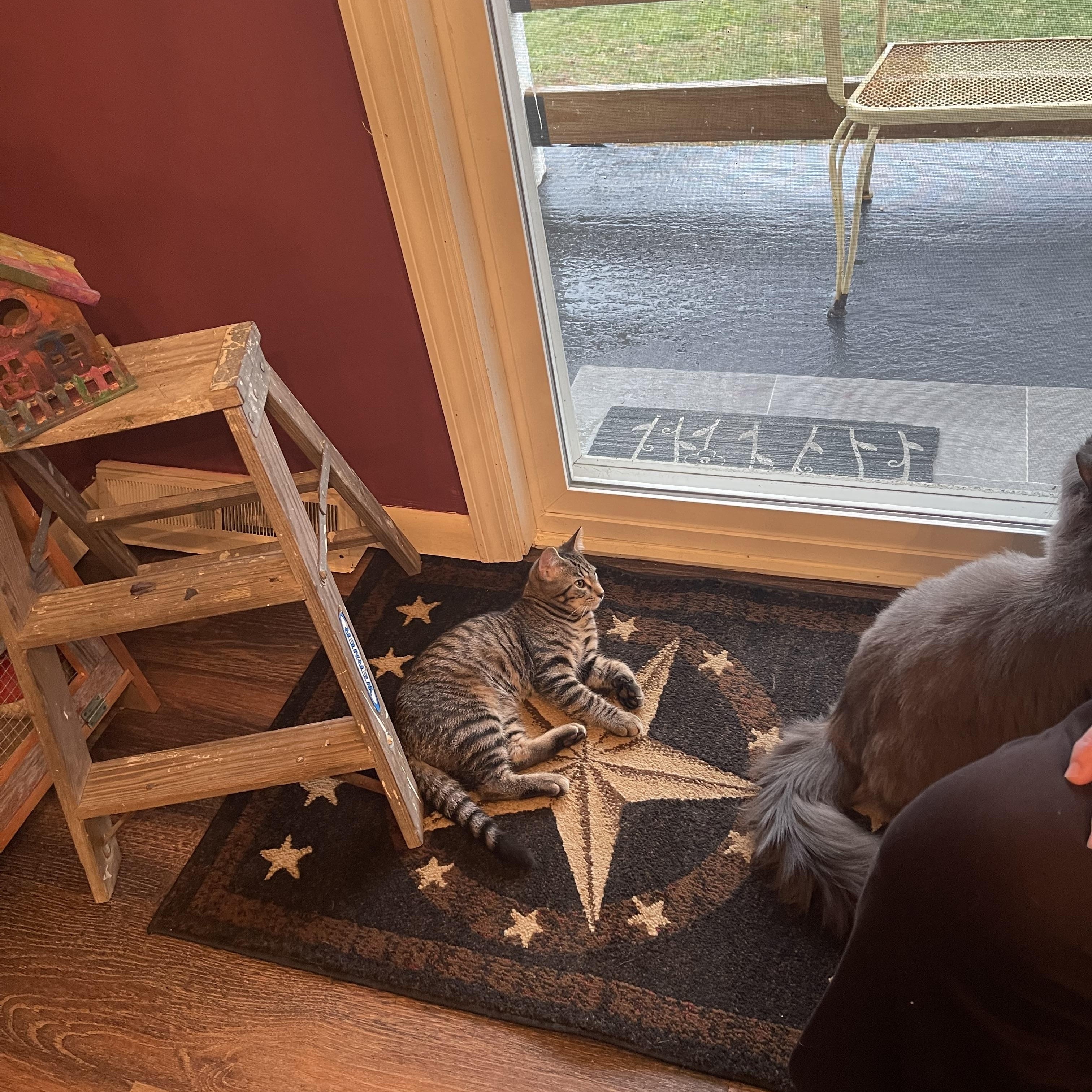 Scrappy, a ADOPTABLE American Shorthair in Morgantown, WV image 1/2