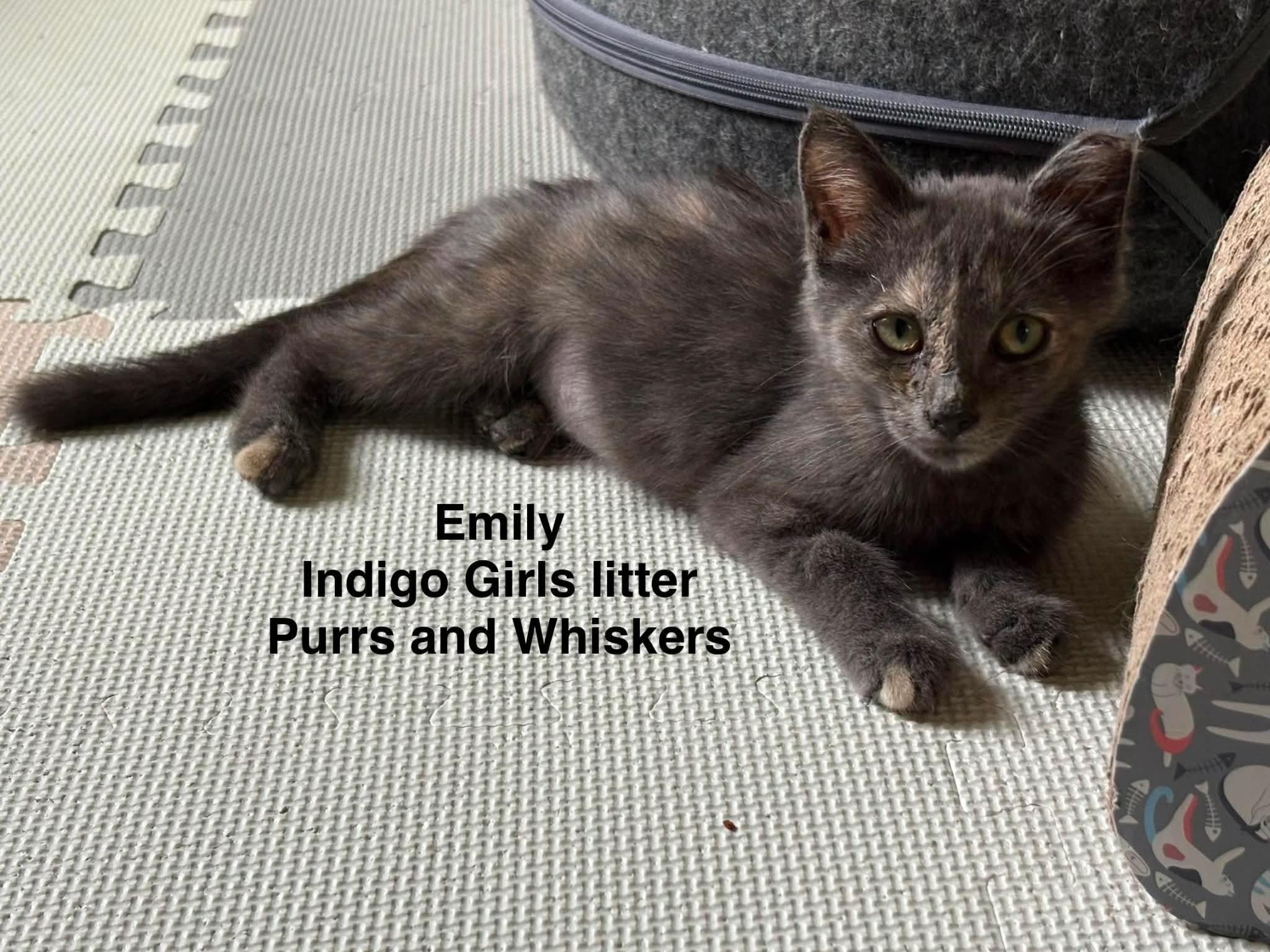 Emily, ADOPTABLE, Kitten Female Domestic Short Hair.