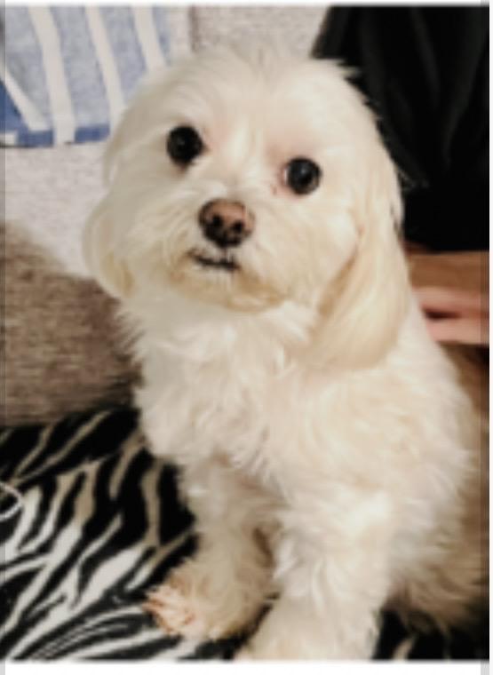 LuLu, adopted, Young Female Maltese.