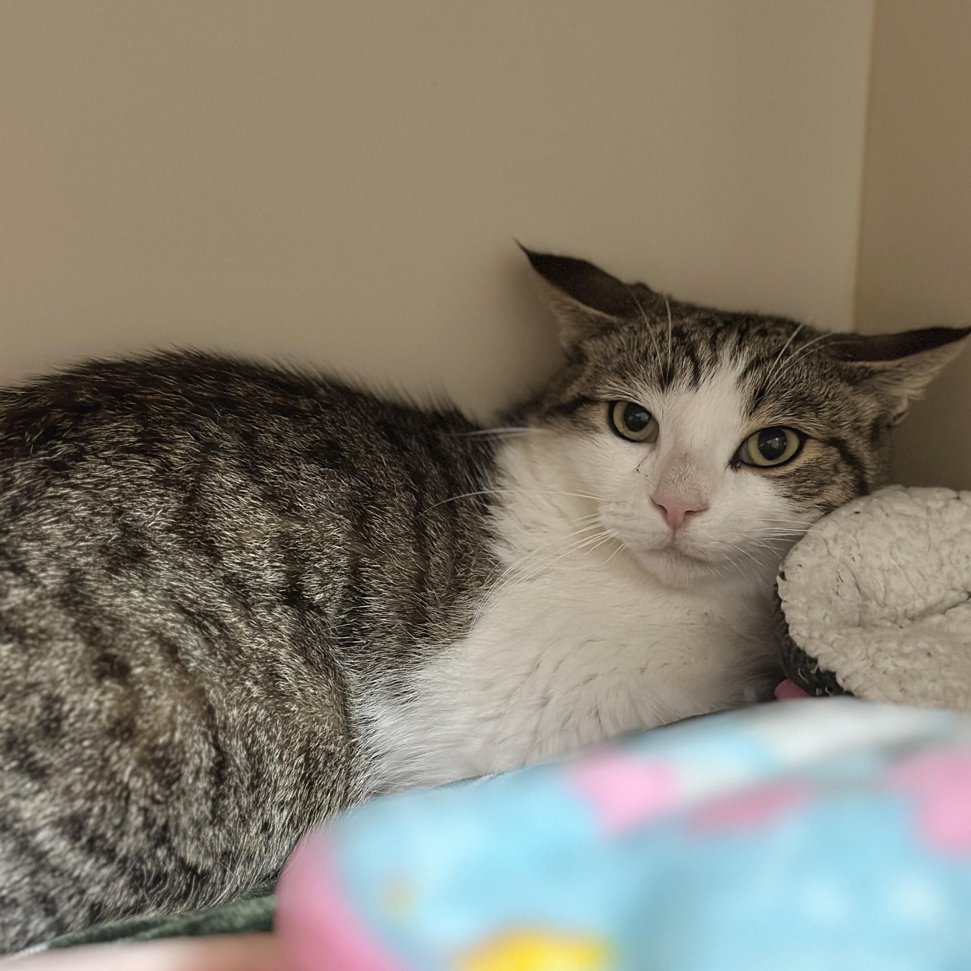Enlarge Jack, a Adoptable Domestic Short Hair in Victor, NY image 4/6