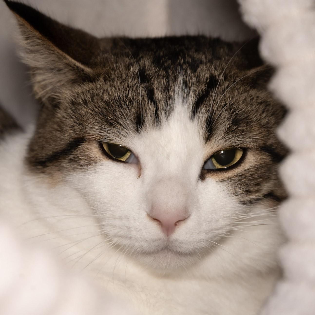Jack, Adoptable, Young Male Domestic Short Hair.