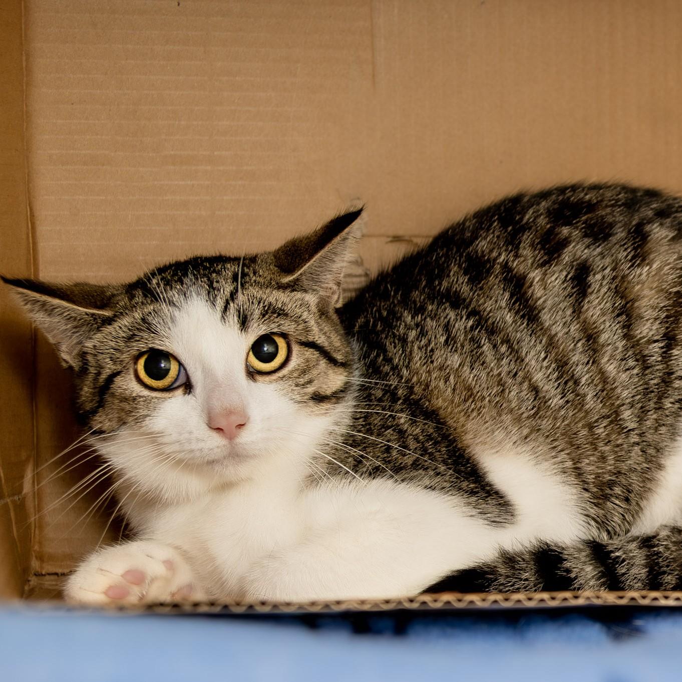 Enlarge Jack, a Adoptable Domestic Short Hair in Victor, NY image 5/6