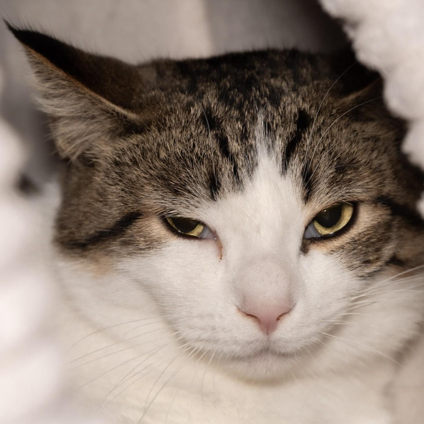 Enlarge Jack, a Adoptable Domestic Short Hair in Victor, NY image 6/6