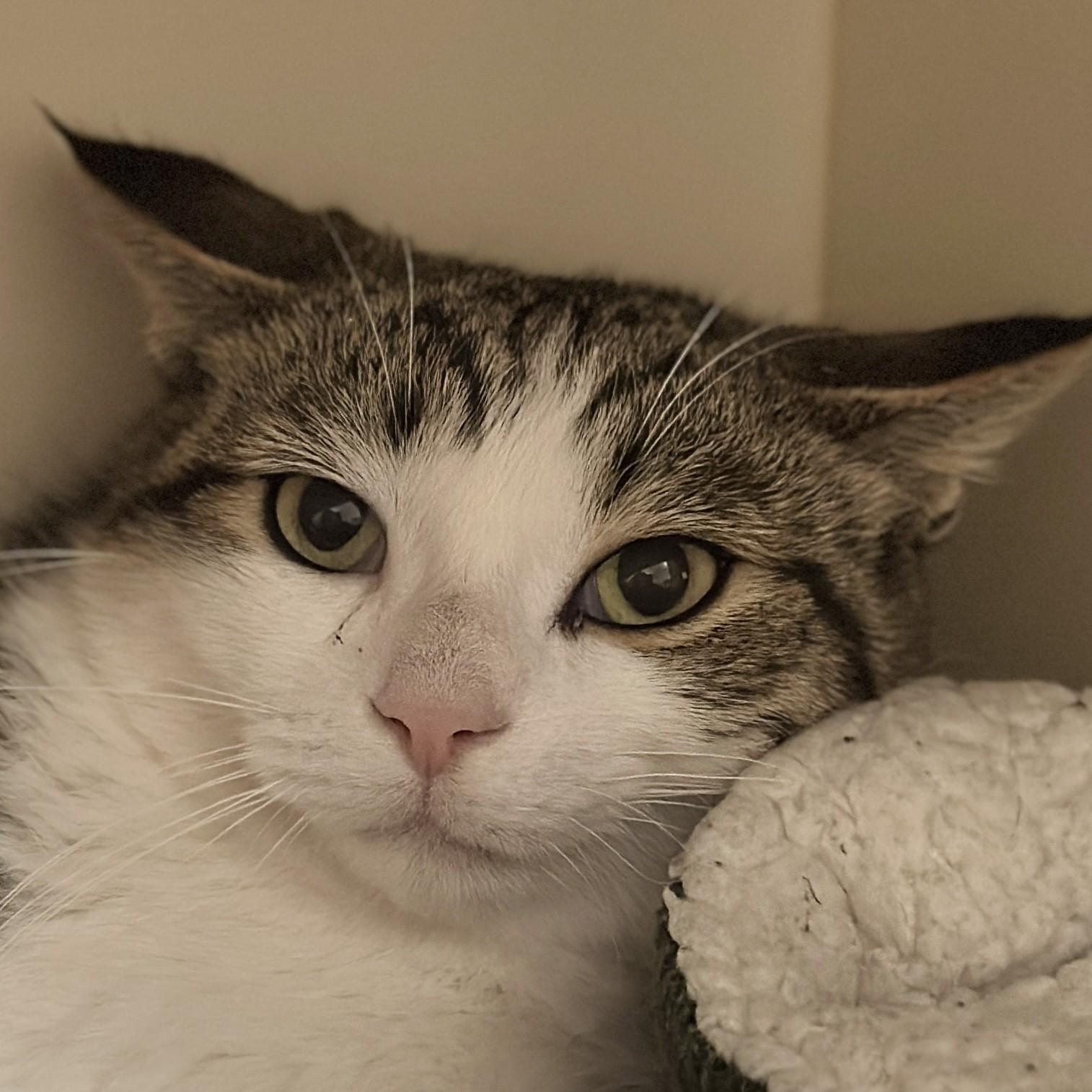 Enlarge Jack, a Adoptable Domestic Short Hair in Victor, NY image 3/6