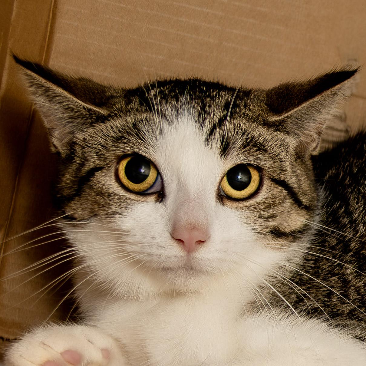Enlarge Jack, a Adoptable Domestic Short Hair in Victor, NY image 2/6