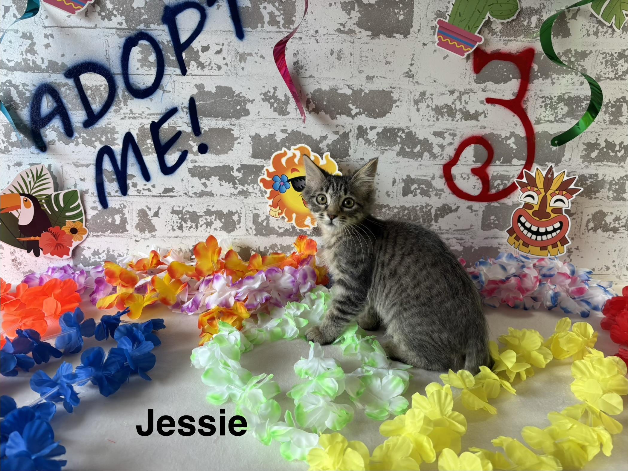 Enlarge Jessie, an adopted Domestic Medium Hair in queen creek, AZ image 1/1