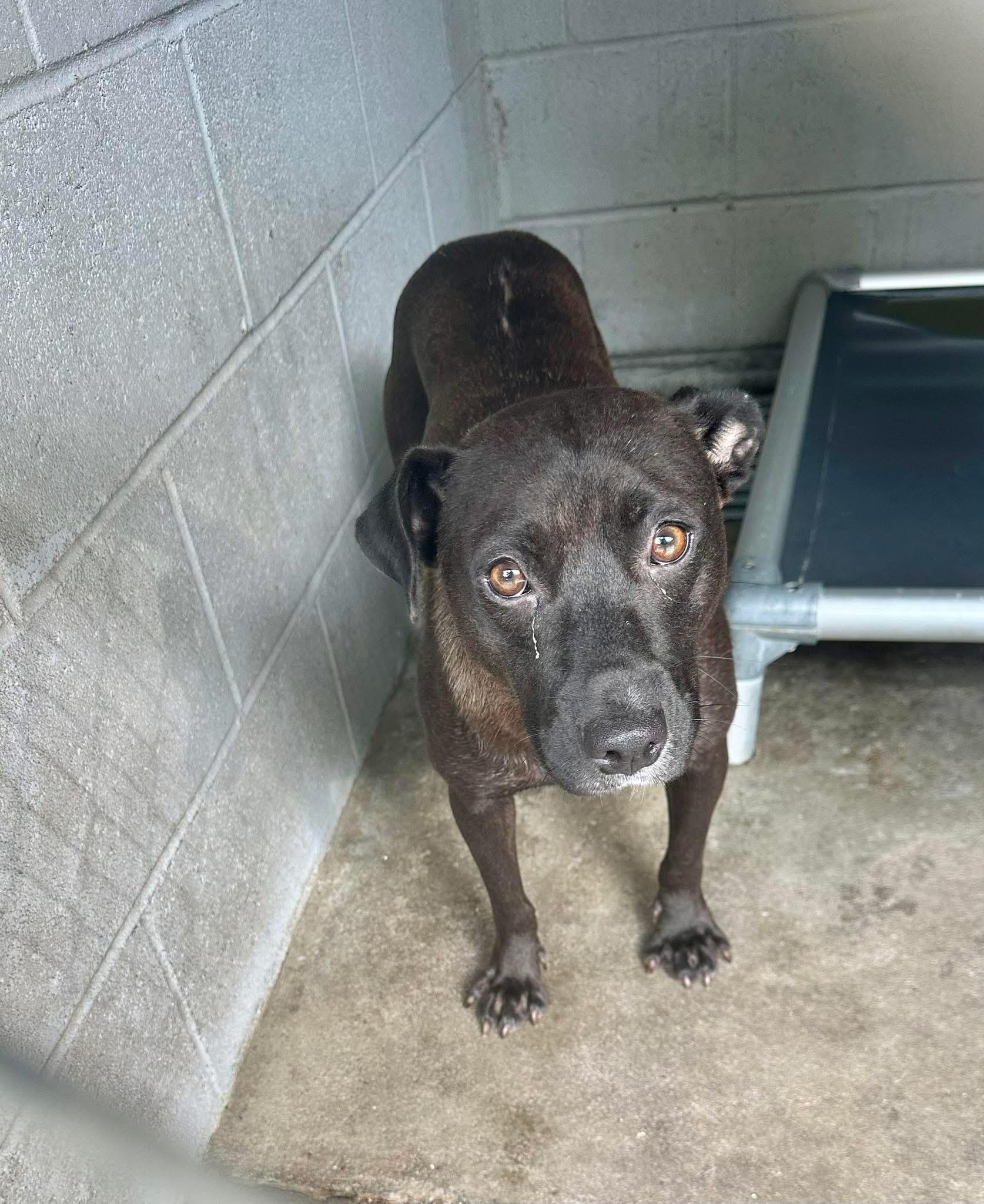 Rachel, an adoptable Mixed Breed in Elizabethtown, NC_image-1