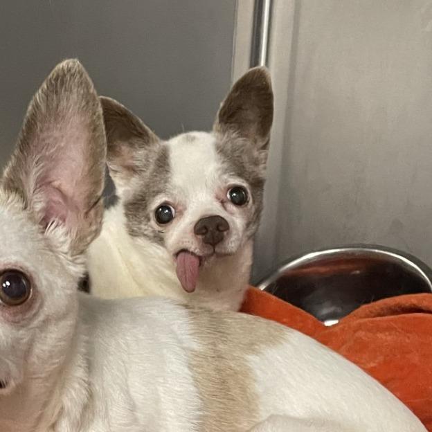 Gizmo, Adoptable, Senior Male Chihuahua & Mixed Breed.