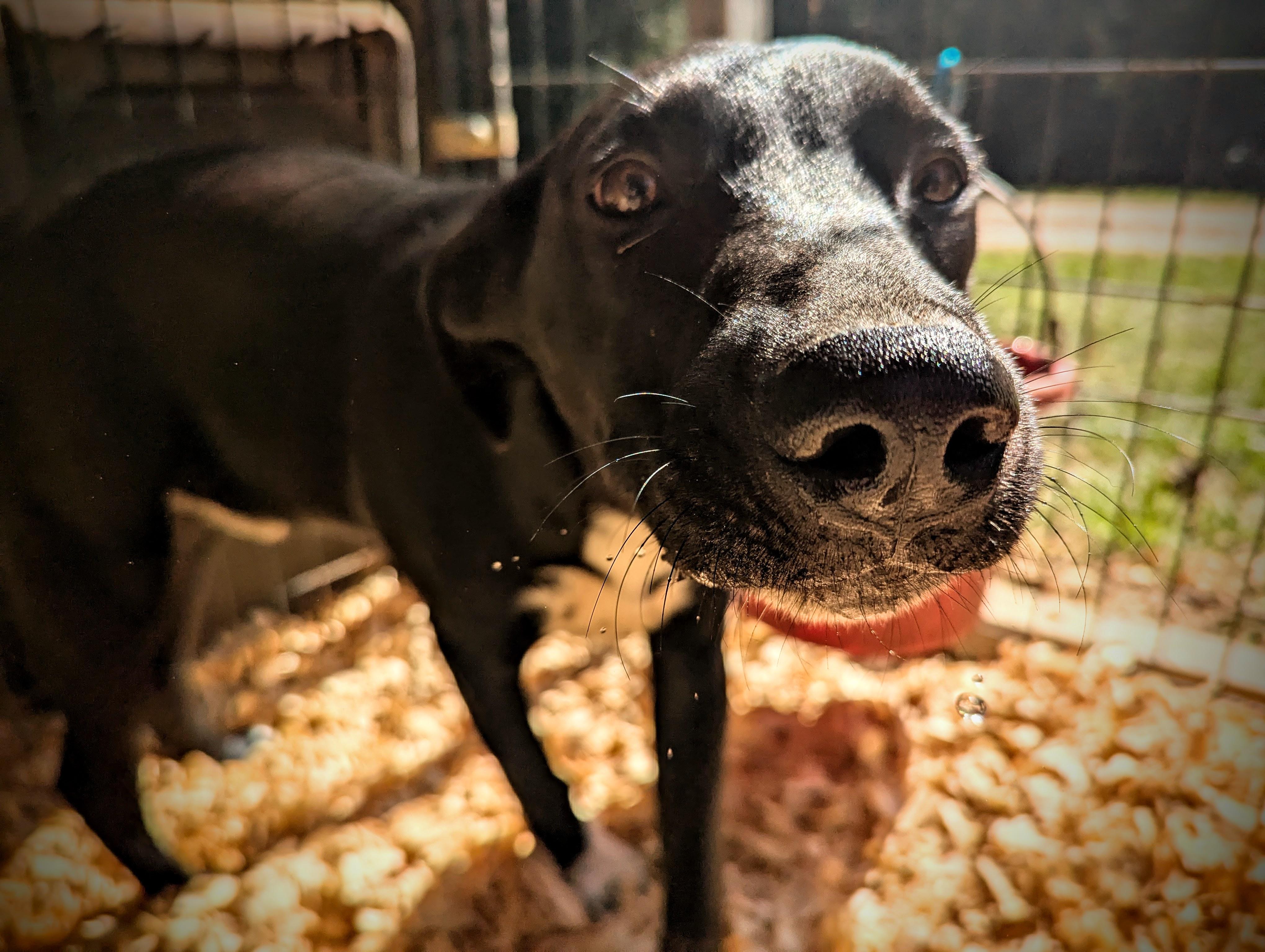 SKIPPY MCSNIFF — thumbnail 3